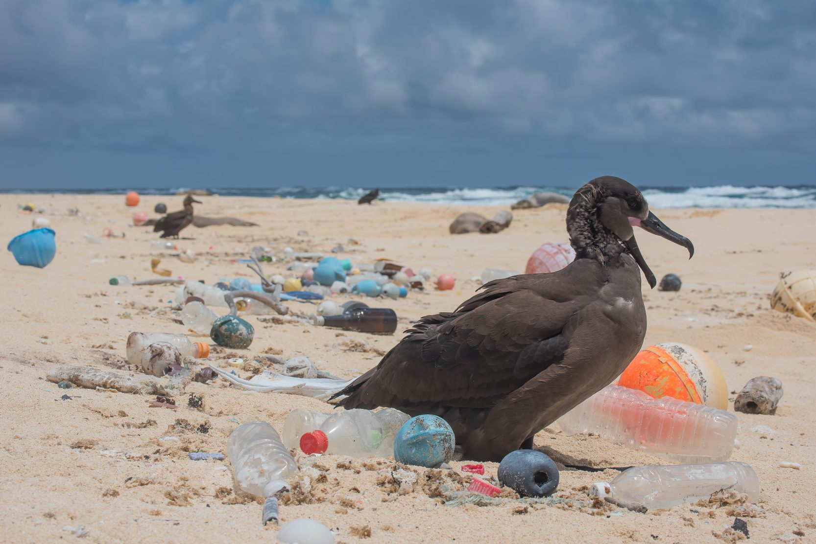 Bird surrounded by plastic photo by Matthew Chauvin e1528207630560