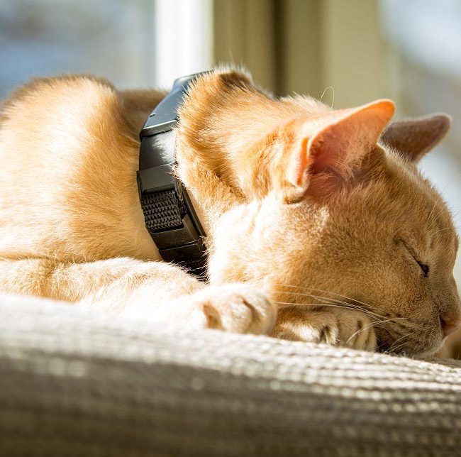 Monty in GPS collar 1