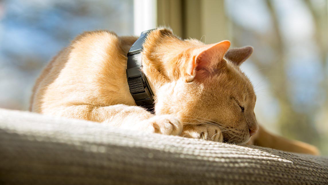 Monty in GPS collar 1