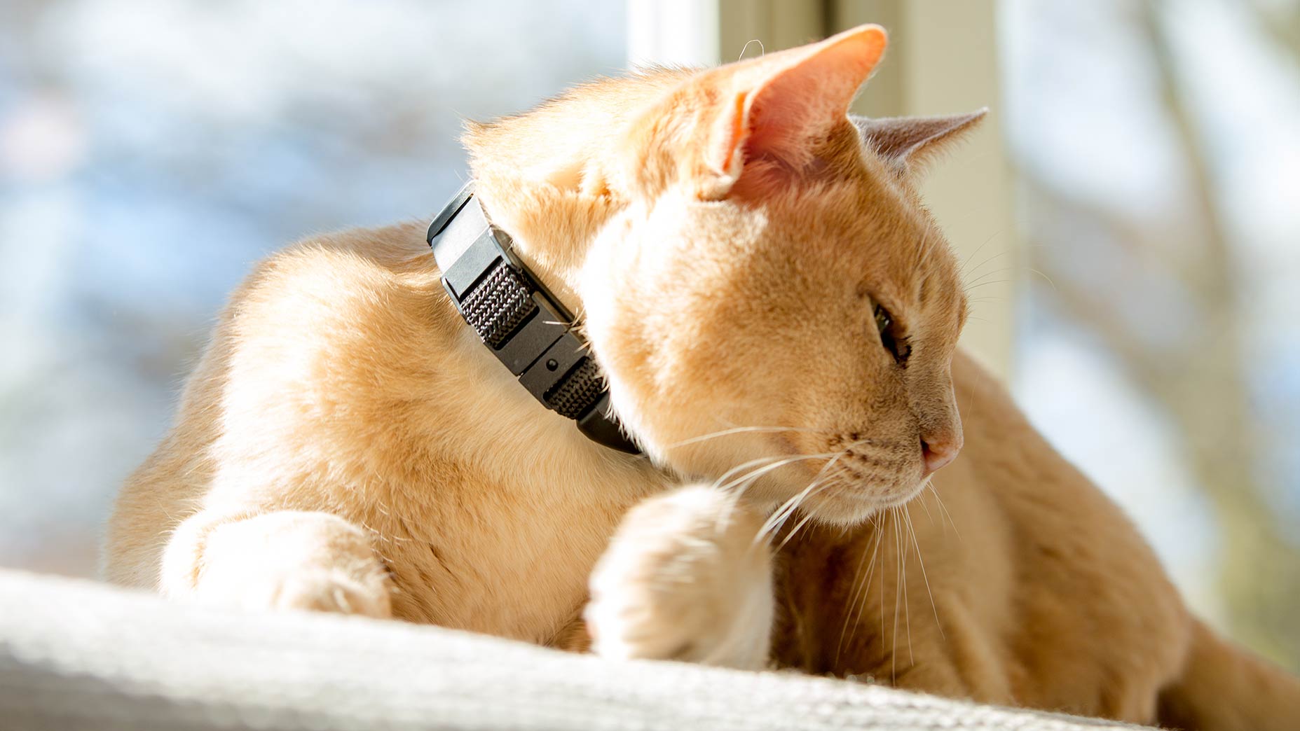 Pawtrack GPS collar