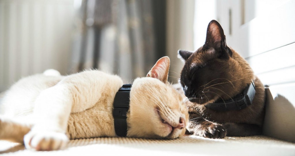 Pawtrack1 1024x544 1